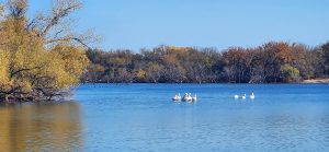 American White Pelicans